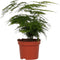 Goed & Groen - Asparagus Setaceus ‘Plumosus’ - ↨ 28cm - Potmaat 12 - Exclusieve Kwaliteit Planten - Kamer Plant - Kamerplanten - Sfeer - Interieur