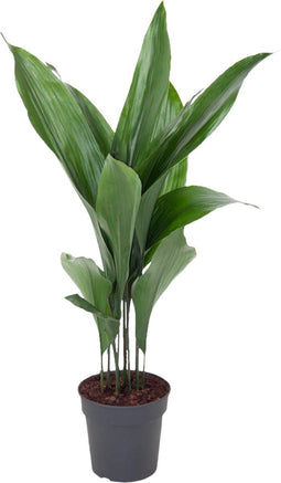 Goed & Groen - Aspidistra - ↨ 80cm - Potmaat 19 - Exclusieve Kwaliteit Planten - Kamer Plant - Kamerplanten - Sfeer - Interieur