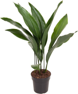 Goed & Groen - Aspidistra Elatior - ↨ 70cm - Potmaat 17 - Exclusieve Kwaliteit Planten - Kamer Plant - Kamerplanten - Sfeer - Interieur