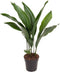 Goed & Groen - Aspidistra Elatior - ↨ 70cm - Potmaat 17 - Exclusieve Kwaliteit Planten - Kamer Plant - Kamerplanten - Sfeer - Interieur
