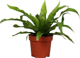 Goed & Groen - Asplenium 'antiquum' - ↨ 25cm - Potmaat 12 - Exclusieve Kwaliteit Planten - Kamer Plant - Kamerplanten - Sfeer - Interieur