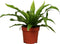 Goed & Groen - Asplenium 'antiquum' - ↨ 25cm - Potmaat 12 - Exclusieve Kwaliteit Planten - Kamer Plant - Kamerplanten - Sfeer - Interieur