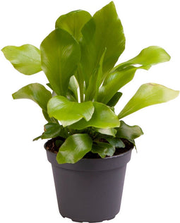 Goed & Groen - Asplenium Nidus - ↨ 15cm - Potmaat 6 - Exclusieve Kwaliteit Planten - Kamer Plant - Kamerplanten - Sfeer - Interieur
