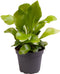 Goed & Groen - Asplenium Nidus - ↨ 15cm - Potmaat 6 - Exclusieve Kwaliteit Planten - Kamer Plant - Kamerplanten - Sfeer - Interieur