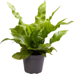 Goed & Groen - Asplenium nidus 'Crispy Wave' - ↨ 15cm - Potmaat 6 - Exclusieve Kwaliteit Planten - Kamer Plant - Kamerplanten - Sfeer - Interieur