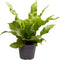 Goed & Groen - Asplenium nidus 'Crispy Wave' - ↨ 15cm - Potmaat 6 - Exclusieve Kwaliteit Planten - Kamer Plant - Kamerplanten - Sfeer - Interieur
