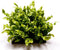 Goed & Groen - Asplenium nidus 'Crispy Wave' - ↨ 15cm - Potmaat 6 - Exclusieve Kwaliteit Planten - Kamer Plant - Kamerplanten - Sfeer - Interieur