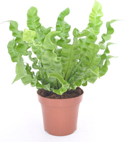 Goed & Groen - Asplenium nidus 'Crispy Wave' - ↨ 25cm - Potmaat 12 - Exclusieve Kwaliteit Planten - Kamer Plant - Kamerplanten - Sfeer - Interieur