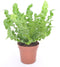 Goed & Groen - Asplenium nidus 'Crispy Wave' - ↨ 25cm - Potmaat 12 - Exclusieve Kwaliteit Planten - Kamer Plant - Kamerplanten - Sfeer - Interieur