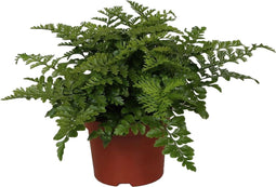 Goed & Groen - Asplenium Parvati - ↨ 25cm - Potmaat 12 - Exclusieve Kwaliteit Planten - Kamer Plant - Kamerplanten - Sfeer - Interieur