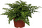 Goed & Groen - Asplenium Parvati - ↨ 25cm - Potmaat 12 - Exclusieve Kwaliteit Planten - Kamer Plant - Kamerplanten - Sfeer - Interieur