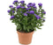 Goed & Groen - Aster Showmaker Endless Blue -↨ 25cm - Potmaat 14cm - Kwaliteit Planten - Tuin Plant - Tuinplantenplanten - Sfeer