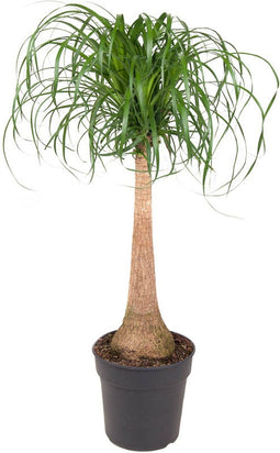 Goed & Groen - Beaucarnea recurvata (op stam) - XL - ↨ 120cm - Potmaat 27 - Exclusieve Kwaliteit Planten - Kamer Plant - Kamerplanten - Sfeer - Interieur
