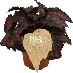 Goed & Groen - Begonia rex Etna - ↨ 25cm - Potmaat 12 - Kwaliteit Planten - Kamer Plant - Kamerplanten - Sfeer