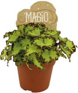 Goed & Groen - Begonia rex Jive - ↨ 20cm - Potmaat 8.5 - Exclusieve Kwaliteit Planten - Kamer Plant - Kamerplanten - Sfeer - Interieur
