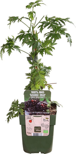 Goed & Groen - Braam ‘Rubus Thornless Evergreen’ -↨ 55cm - Potmaat 19cm - Kwaliteit Planten - Tuin Plant - Tuinplantenplanten - Sfeer