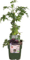 Goed & Groen - Braam ‘Rubus Thornless Evergreen’ -↨ 55cm - Potmaat 19cm - Kwaliteit Planten - Tuin Plant - Tuinplantenplanten - Sfeer