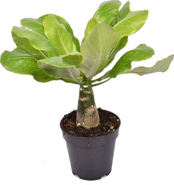 Goed & Groen - Brighamia insignis ‘Hawaii Palm’ - ↨ 42cm - Potmaat 12 - Exclusieve Kwaliteit Planten - Kamer Plant - Kamerplanten - Sfeer - Interieur
