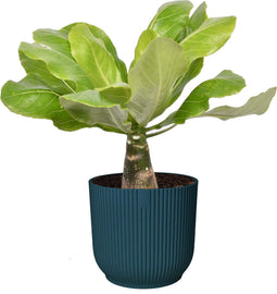 Goed & Groen - Brighamia insignis ‘Hawaii Palm’ in ELHO ® Vibes Fold Rond (diepblauw) - ↨ 35cm - Potmaat 14 - Exclusieve Kwaliteit Planten - Kamer Plant - Kamerplanten - Sfeer - Interieur