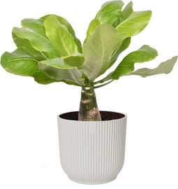 Goed & Groen - Brighamia insignis ‘Hawaii Palm’ in ELHO ® Vibes Fold Rond (zijdewit) - ↨ 35cm - Potmaat 14 - Exclusieve Kwaliteit Planten - Kamer Plant - Kamerplanten - Sfeer - Interieur