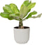 Goed & Groen - Brighamia insignis ‘Hawaii Palm’ in ELHO ® Vibes Fold Rond (zijdewit) - ↨ 35cm - Potmaat 14 - Exclusieve Kwaliteit Planten - Kamer Plant - Kamerplanten - Sfeer - Interieur
