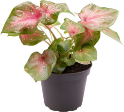 Goed & Groen - Caladium Casey - ↨ 11cm - Potmaat 6 - Exclusieve Kwaliteit Planten - Kamer Plant - Kamerplanten - Sfeer - Interieur