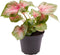Goed & Groen - Caladium Casey - ↨ 11cm - Potmaat 6 - Exclusieve Kwaliteit Planten - Kamer Plant - Kamerplanten - Sfeer - Interieur