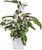 Goed & Groen - Calathea 'Fusion White' - ↨ 40cm - Potmaat 13 - Exclusieve Kwaliteit Planten - Kamer Plant - Kamerplanten - Sfeer - Interieur