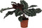 Goed & Groen - Calathea Kennedy - ↨ 40cm - Potmaat 14 - Exclusieve Kwaliteit Planten - Kamer Plant - Kamerplanten - Sfeer - Interieur