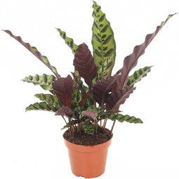 Goed & Groen - Calathea lancifolia Insignis - ↨ 40cm - Potmaat 12 - Exclusieve Kwaliteit Planten - Kamer Plant - Kamerplanten - Sfeer - Interieur