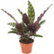 Goed & Groen - Calathea lancifolia Insignis - ↨ 40cm - Potmaat 12 - Exclusieve Kwaliteit Planten - Kamer Plant - Kamerplanten - Sfeer - Interieur
