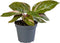 Goed & Groen - Calathea Magic Star - ↨ 15cm - Potmaat 6 - Exclusieve Kwaliteit Planten - Kamer Plant - Kamerplanten - Sfeer - Interieur