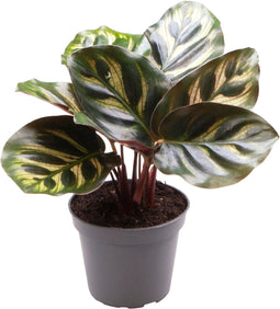 Goed & Groen - Calathea Makoyana - ↨ 12cm - Potmaat 6 - Exclusieve Kwaliteit Planten - Kamer Plant - Kamerplanten - Sfeer - Interieur
