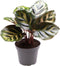 Goed & Groen - Calathea Makoyana - ↨ 12cm - Potmaat 6 - Exclusieve Kwaliteit Planten - Kamer Plant - Kamerplanten - Sfeer - Interieur