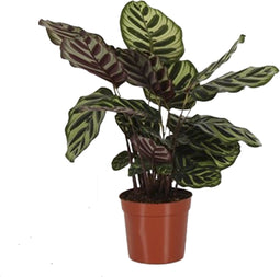 Goed & Groen - Calathea makoyana - ↨ 45cm - Potmaat 14 - Exclusieve Kwaliteit Planten - Kamer Plant - Kamerplanten - Sfeer - Interieur