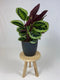 Goed & Groen - Calathea Medaillon met ElhoBrussels 30 zwart - ↨ 80cm - Potmaat 27 - Exclusieve Kwaliteit Planten - Kamer Plant - Kamerplanten - Sfeer - Interieur