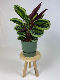 Goed & Groen - Calathea Medaillon met ElhoGreenville 30 groen - ↨ 80cm - Potmaat 27 - Exclusieve Kwaliteit Planten - Kamer Plant - Kamerplanten - Sfeer - Interieur