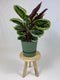 Goed & Groen - Calathea Medaillon met ElhoGreenville 30 groen - ↨ 80cm - Potmaat 27 - Exclusieve Kwaliteit Planten - Kamer Plant - Kamerplanten - Sfeer - Interieur