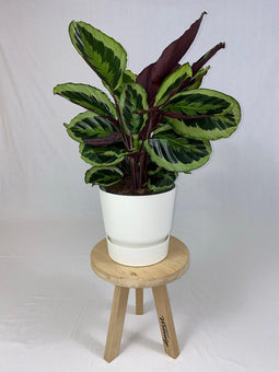 Goed & Groen - Calathea Medaillon met ElhoGreenville 30 wit - ↨ 80cm - Potmaat 27 - Exclusieve Kwaliteit Planten - Kamer Plant - Kamerplanten - Sfeer - Interieur