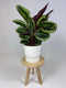 Goed & Groen - Calathea Medaillon met ElhoGreenville 30 wit - ↨ 80cm - Potmaat 27 - Exclusieve Kwaliteit Planten - Kamer Plant - Kamerplanten - Sfeer - Interieur