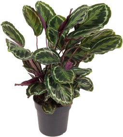 Goed & Groen - Calathea 'Medallion' - ↨ 70cm - Potmaat 24 - Exclusieve Kwaliteit Planten - Kamer Plant - Kamerplanten - Sfeer - Interieur