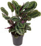 Goed & Groen - Calathea 'Medallion' - ↨ 70cm - Potmaat 24 - Exclusieve Kwaliteit Planten - Kamer Plant - Kamerplanten - Sfeer - Interieur