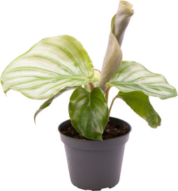 Goed & Groen - Calathea Orbifolia - ↨ 10cm - Potmaat 6 - Exclusieve Kwaliteit Planten - Kamer Plant - Kamerplanten - Sfeer - Interieur