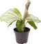 Goed & Groen - Calathea Orbifolia - ↨ 10cm - Potmaat 6 - Exclusieve Kwaliteit Planten - Kamer Plant - Kamerplanten - Sfeer - Interieur