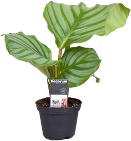 Goed & Groen - Calathea Orbifolia - ↨ 20cm - Potmaat 7 - Exclusieve Kwaliteit Planten - Kamer Plant - Kamerplanten - Sfeer - Interieur