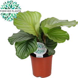 Goed & Groen - Calathea Orbifolia - ↨ 45cm - Potmaat 14 - Exclusieve Kwaliteit Planten - Kamer Plant - Kamerplanten - Sfeer - Interieur