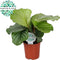 Goed & Groen - Calathea Orbifolia - ↨ 45cm - Potmaat 14 - Exclusieve Kwaliteit Planten - Kamer Plant - Kamerplanten - Sfeer - Interieur