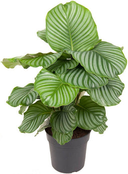 Goed & Groen - Calathea Orbifolia - ↨ 70cm - Potmaat 24 - Exclusieve Kwaliteit Planten - Kamer Plant - Kamerplanten - Sfeer - Interieur