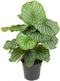 Goed & Groen - Calathea Orbifolia - ↨ 70cm - Potmaat 24 - Exclusieve Kwaliteit Planten - Kamer Plant - Kamerplanten - Sfeer - Interieur