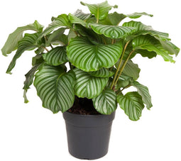 Goed & Groen - Calathea orbifolia - ↨ 70cm - Potmaat 27 - Exclusieve Kwaliteit Planten - Kamer Plant - Kamerplanten - Sfeer - Interieur